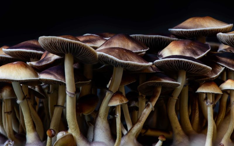 Mushroom